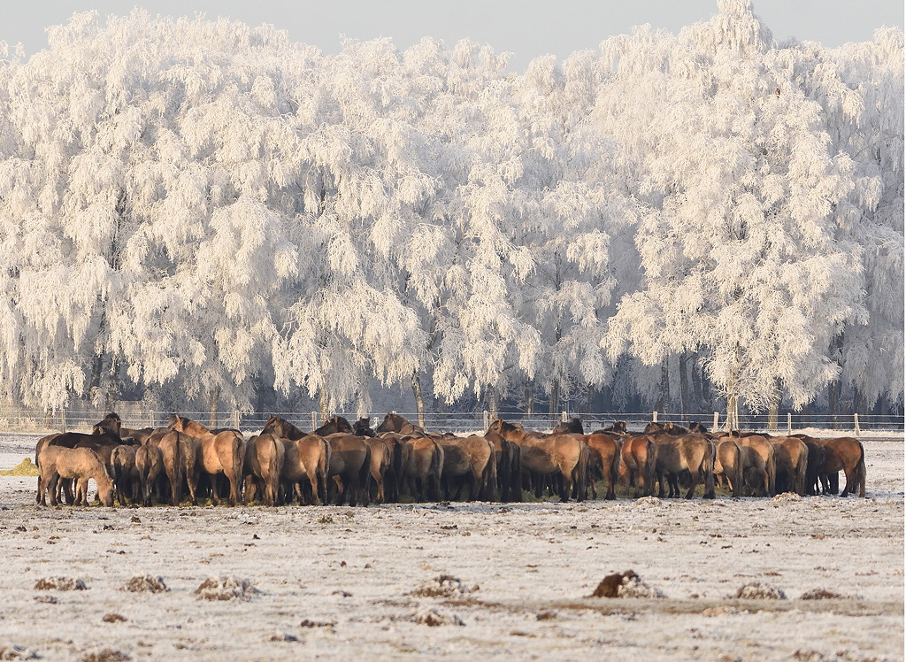 Der Jubiläums-Adventskalender 2025